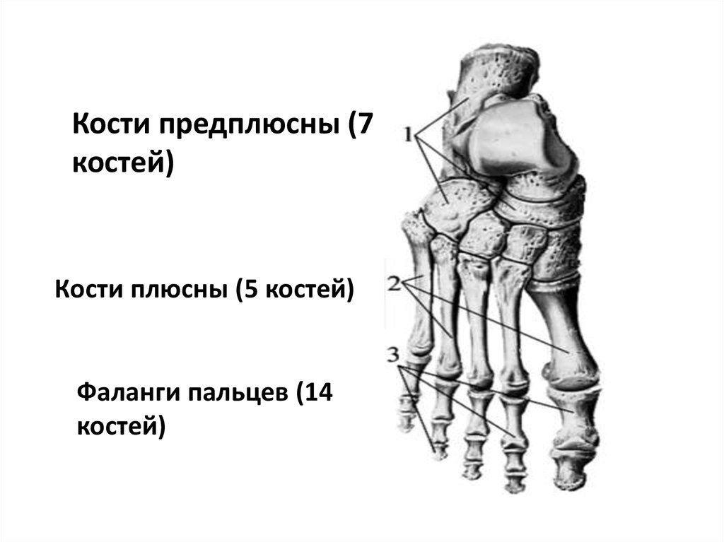 Кости предплюсны. Плюсна и предплюсна. Кости плюсны и предплюсны стопы. Кости предплюсны стопы анатомия. Стопа предплюсна плюсна фаланги пальцев.