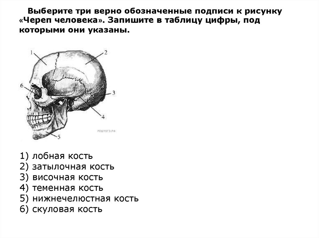 Череп тест с ответами. Кости черепа человека рисунок с подписями. Кости черепа ежа с подписями. Швы черепа человека рисунок с подписями. Выберите три верно обозначенные подписи к рисунку строение глаза.