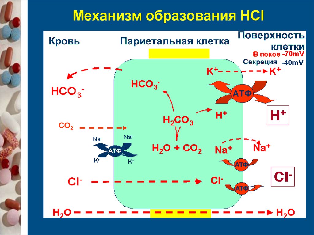 Hci это кислота. Механизм образования HCL. Механизм образования соляной кислоты. Схема образования HCL В желудке. Механизм синтеза HCL.