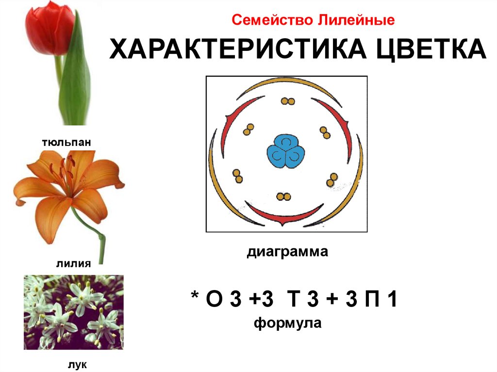 Формула о3 3т3 3п1. Диаграммы цветков семейства Лилейные. Формула цветка семейства Лилейные. Формула цветка лилейных растений. Семейство Лилейные диаграмма цветка.