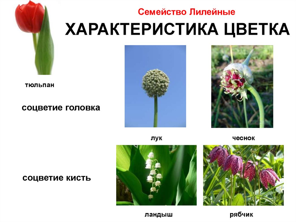Какой тип питания характерен для тюльпана. Семейство Лилейные соцветие. Соцветие лилейных растений. Соцветие цветка лилейных. Лук семейство Лилейные плод.