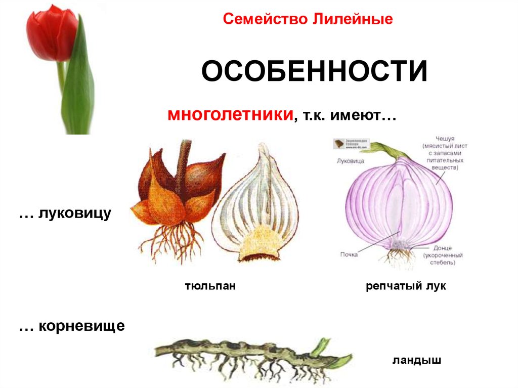 План характеристики семейства лилейные