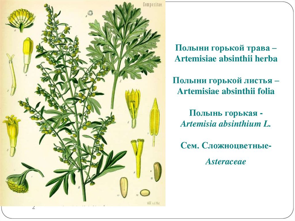 Полыни горькой трава – Artemisiae absinthii herba Полыни горькой листья – Artemisiae absinthii folia Полынь горькая - Artemisia
