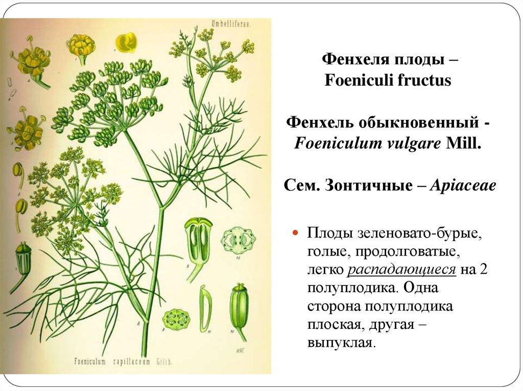 Укропа пахучего плоды рисунок