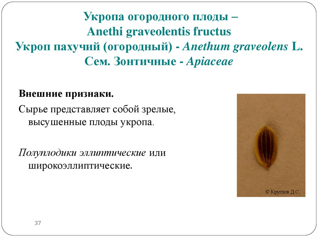 Укропа огородного плоды – Anethi graveolentis fructus Укроп пахучий (огородный) - Anethum graveolens L. Сем. Зонтичные -