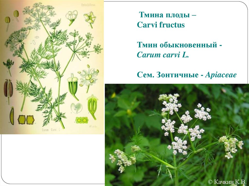 Тмина плоды – Carvi fructus Тмин обыкновенный - Carum carvi L. Сем. Зонтичные - Apiaceae