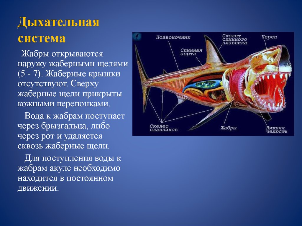 Жабры у хрящевых рыб. Брызгальца у хрящевых рыб. Органы дыхания жабры. Жаберные щели хрящевых рыб. Дыхательная система хрящевых рыб.