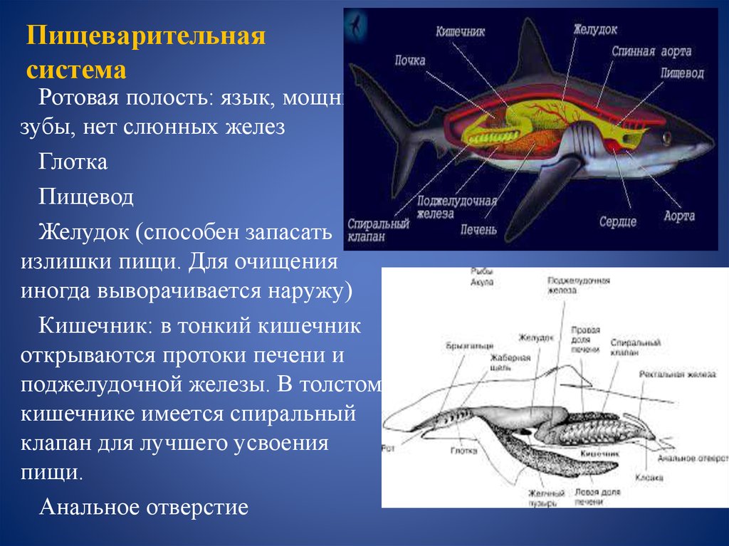 Рыбы имеют органы