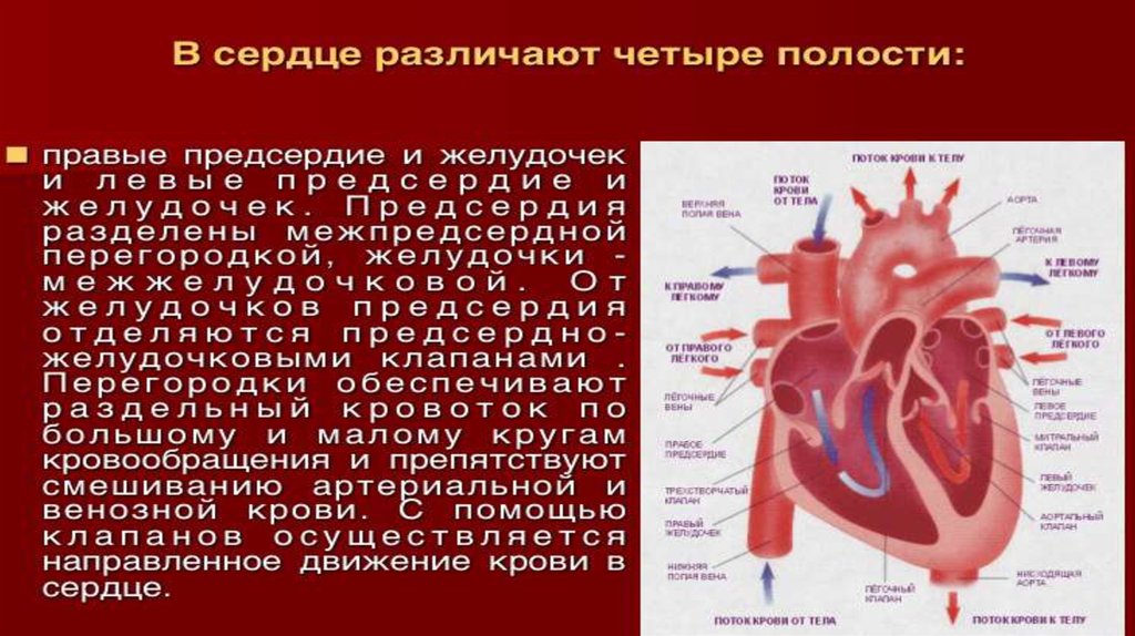 Кровь движется из предсердий в желудочки. Движение крови в сердце. Поток крови из левого желудочка в правый желудочек. Ток крови в сердце схема. Движение крови из предсердия в желудочек регулируют.