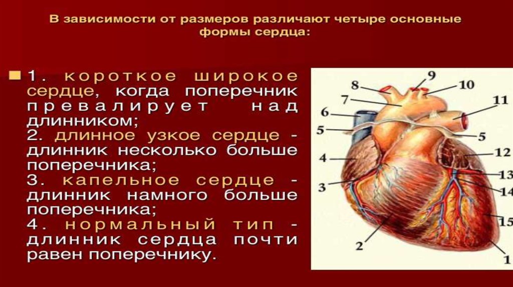 Проекция клапанов сердца. Поперечник сердца. Строение сердца клапаны границы. Определение длинника и поперечника сердца. Сердце в проекциях строение.