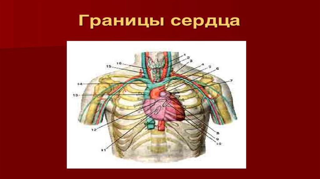 Границы сердечной