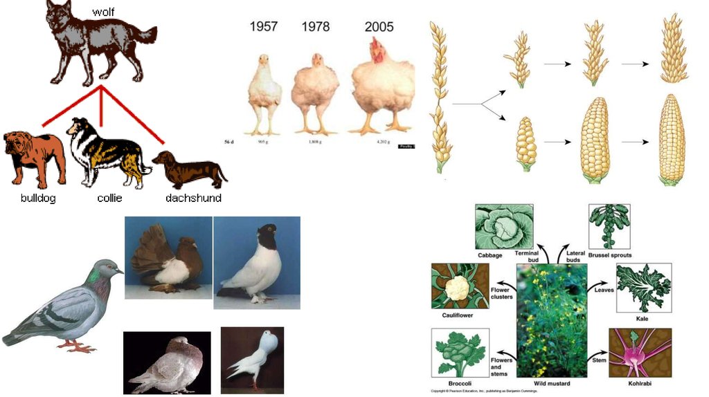 Artificial selection презентация онлайн