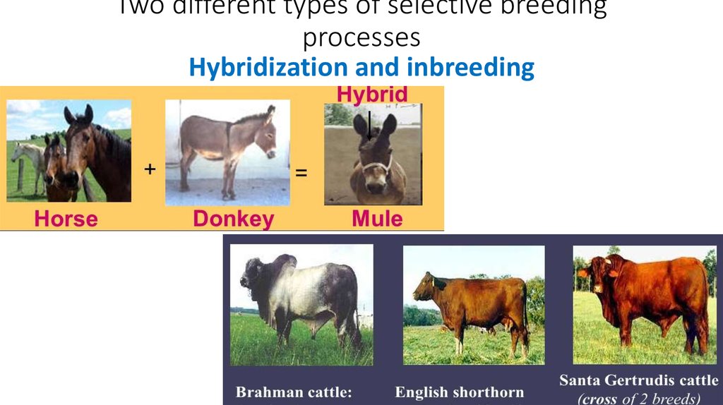 gay breed definition