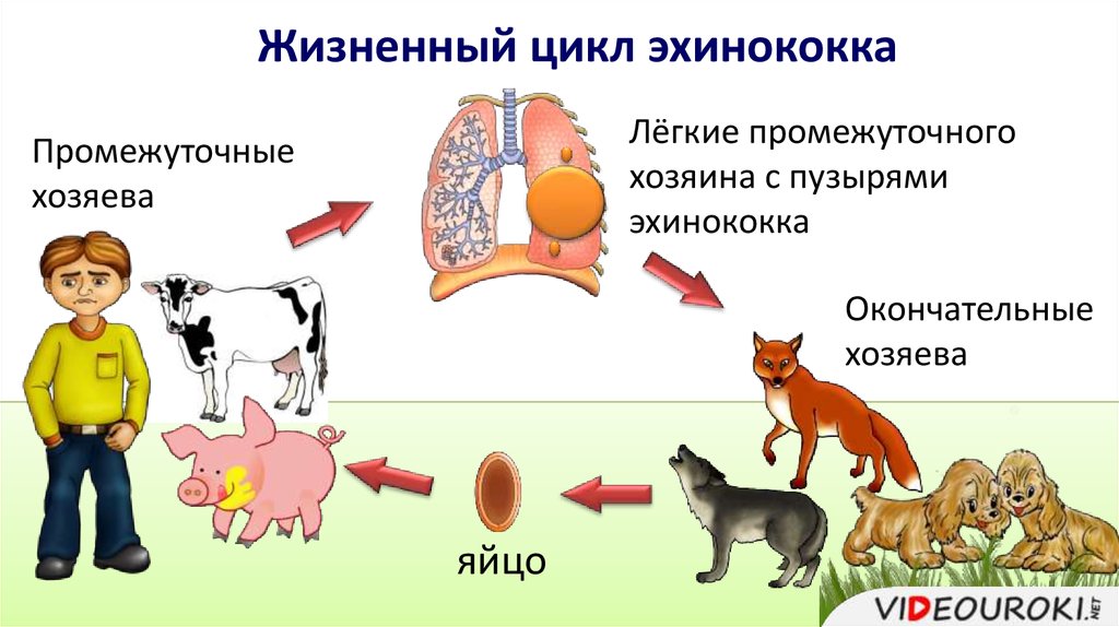 Развитие эхинококка схема