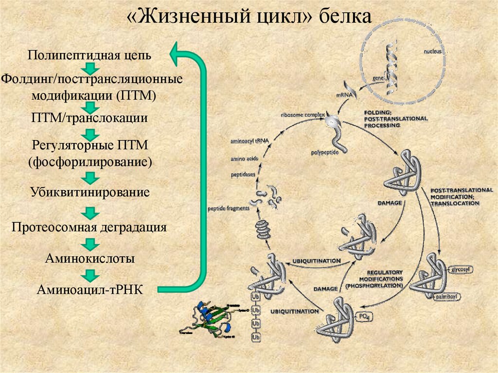 Как называется процесс деградации белка. Посттрансляционная модификация белков фолдинг и процессинг. Посттрансляционные модификации белков. Фолдинг белков.. Жизненный цикл белка. Посттрансляционные модификации полипептидной цепи.