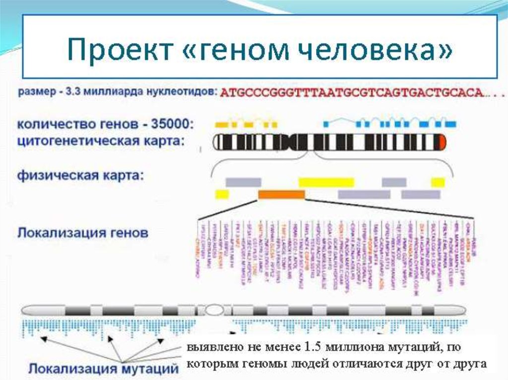Расшифрованные геномы. Проект геном человека. Суть проекта геном человека. Геном человека расшифрован. Геном человека схема.