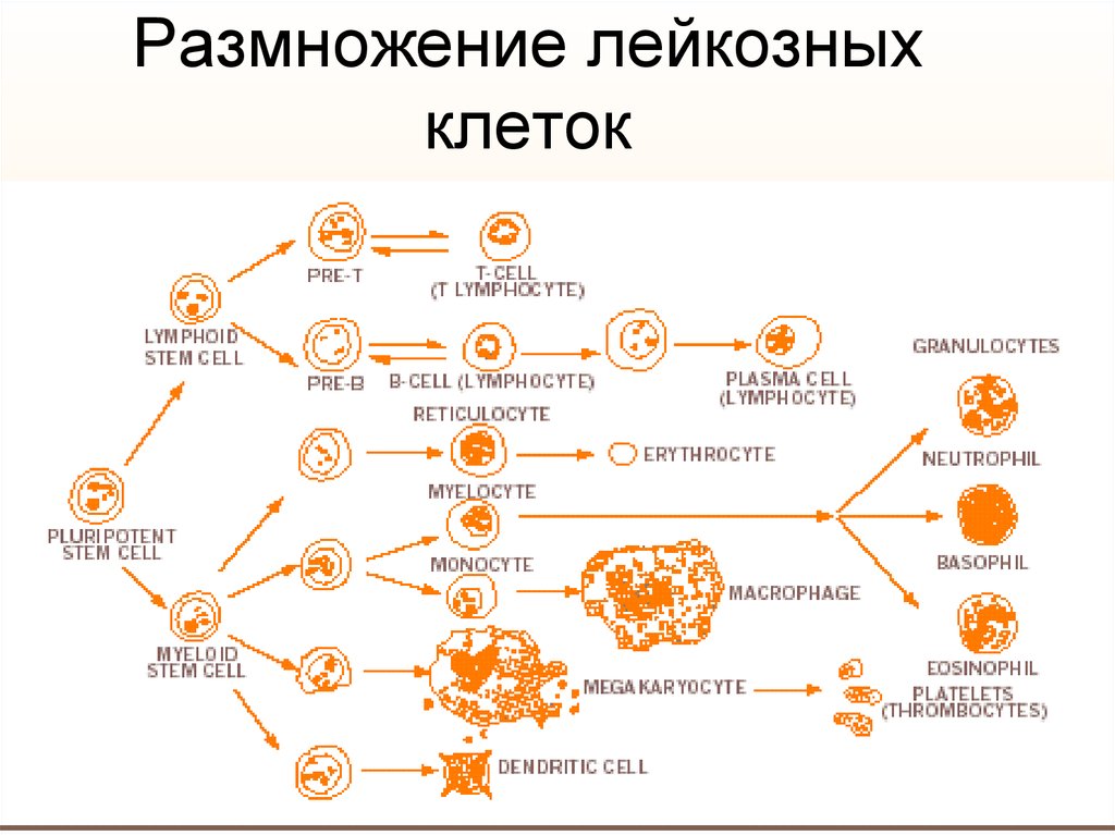 Размножение клетки. Размножение клеток. Быстрое размножение клеток. Как размножается клетка. Какие клетки размножаются.