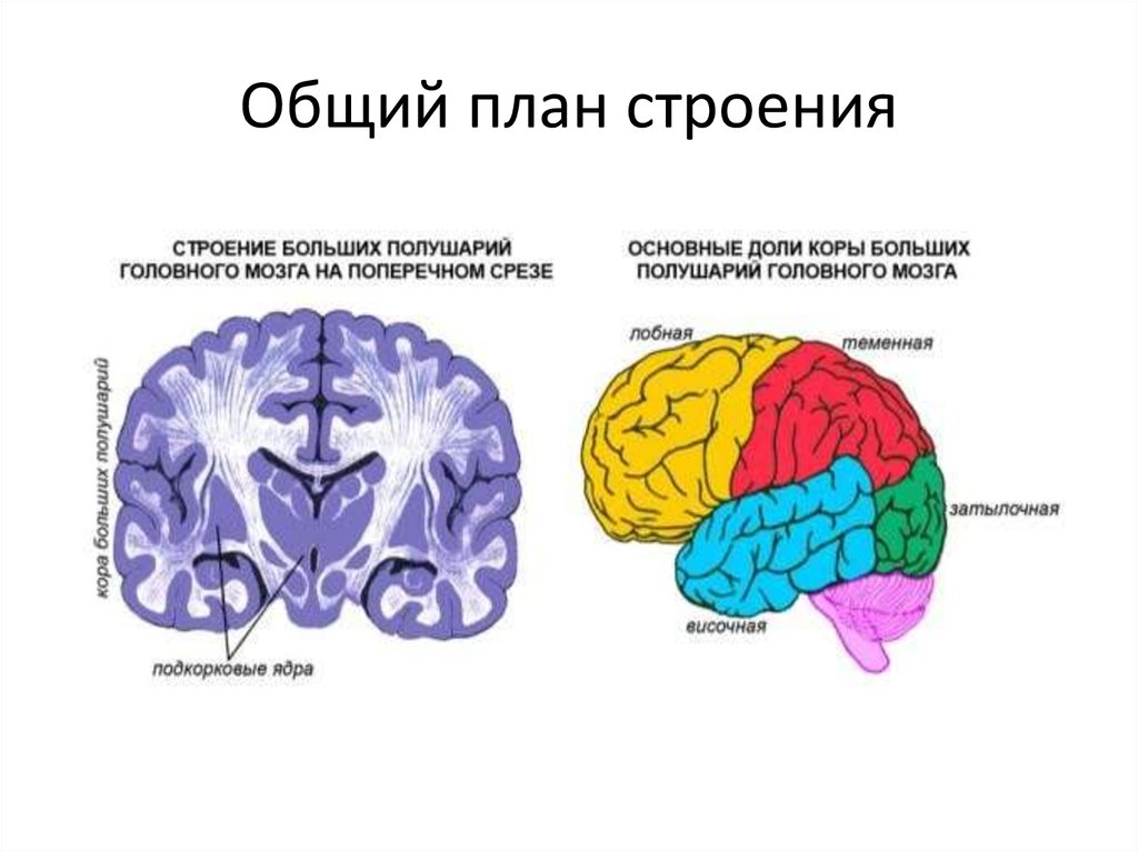 Общий план строения коры больших полушарий головного мозга