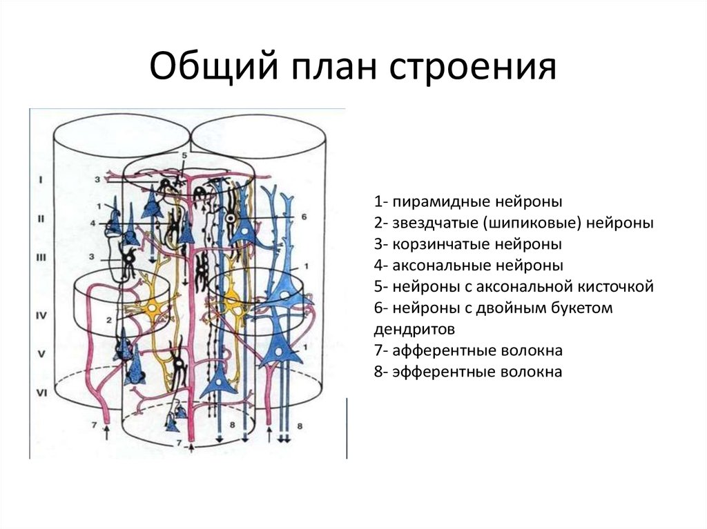 Общий план строения. Общий план строения ДС. Общий план строения пантопод. Строение план 53b.