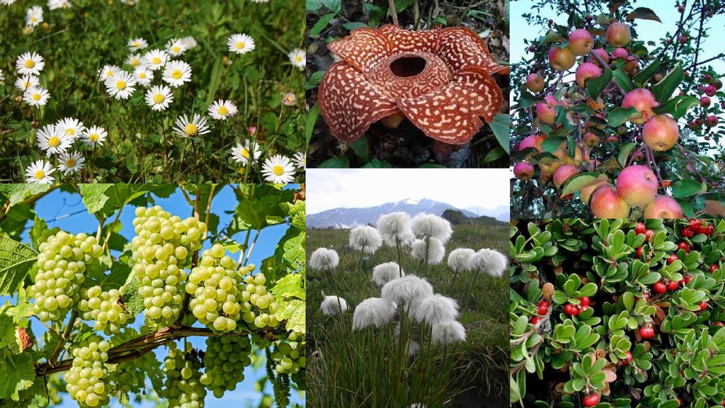 Многообразие цветковых. Покрытосеменные цветковые растения. Цветковые разнообразие. Покрытосеменные растения фото. Многоярусные сообщества покрытосеменных.