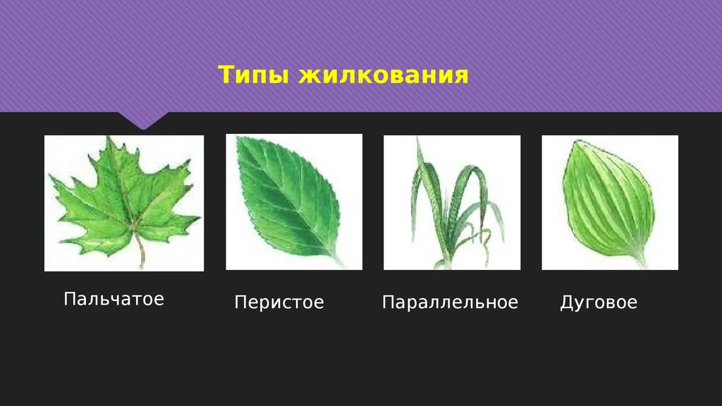 Сетчатое жилкование листьев имеют растения
