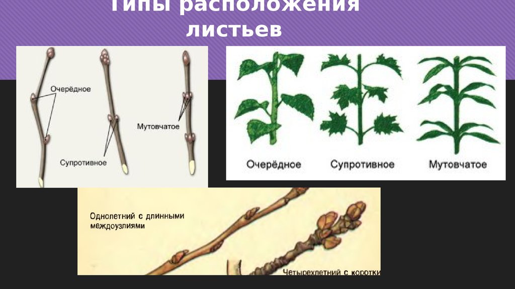 Наличие побегов. Строение побега супротивного. Типы расположения листьев. Расположение листьев на побегах. Липа расположение листьев.