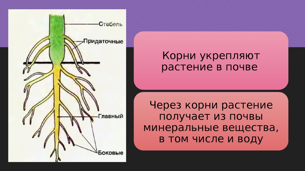 Наружу корень