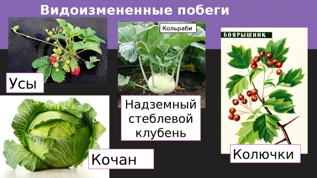 Какой тип видоизменения стебля характерен для земляники. Видоизмененные надземные побеги:клубень. Метаморфозы побегов кольраби. Надземные видоизмененные побеги. Капуста. Видоизмененные надземные побеги:кольраби.