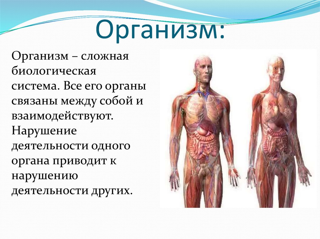Почему тело человека. Организм. Организм это в биологии. Организм определение. Организм человека единое целое.