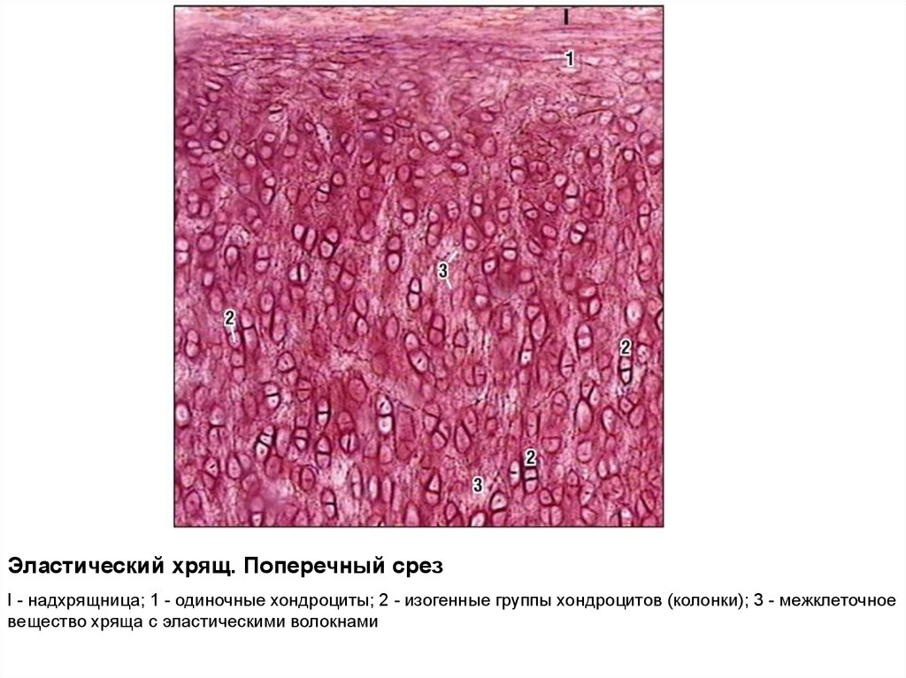 Хрящевая ткань фото