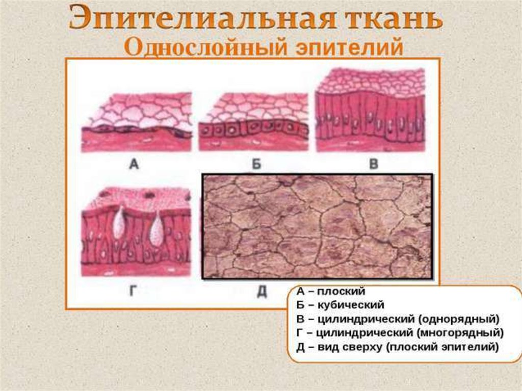 В эпителиях присутствуют. Однослойный плоский эпителий мезотелий. Однослойный плоский эпителий ткань. Однослойный кубический эпителий строение. Однослойный эпителий Тип ткани.