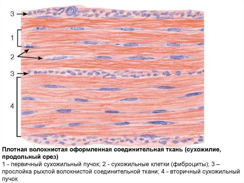 Особенности волокнистой соединительной ткани