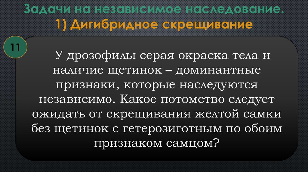 У дрозофилы серая окраска. Задачи на независимое наследование. Задачи независимое наследование с решением. У дрозофилы серая окраска тела и наличие. У дрозофилы серая окраска тела и наличие щетинок доминантные.