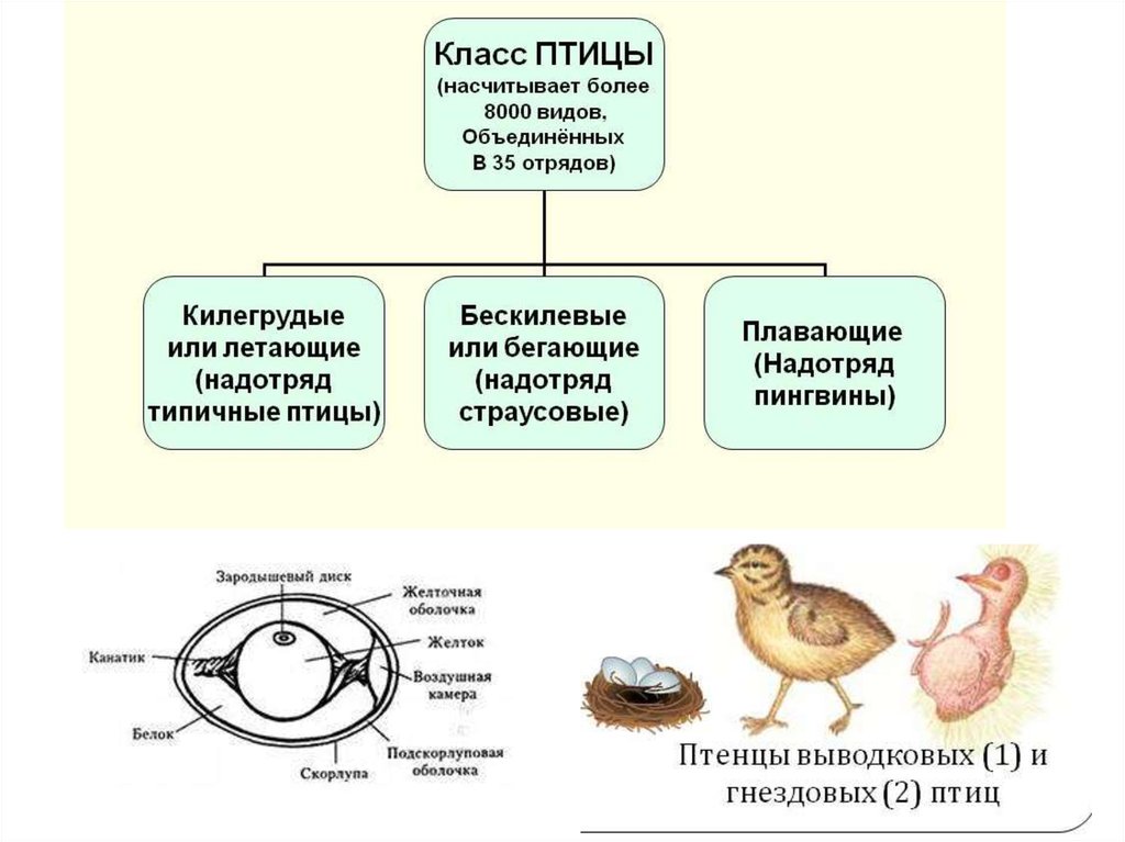 Под какой цифрой на рисунке изображен птенец выводковой птицы