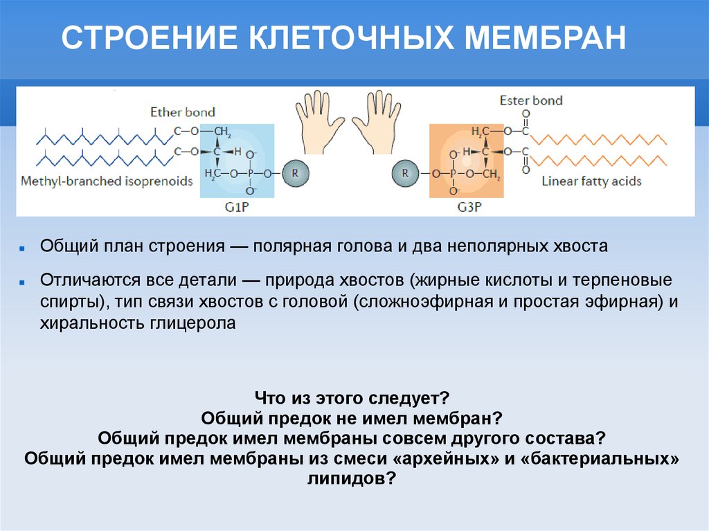 Полярное строение. Общий мембраны план. Строение мембраны жирные кислоты. Полярная структура. Жирные кислоты в клеточной мембране.