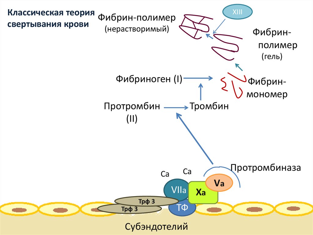 Классическая теория свертывания крови