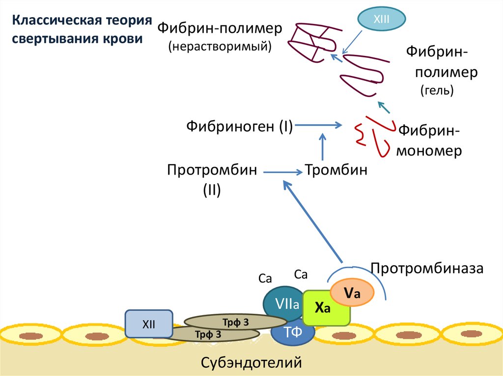Классическая теория свертывания крови