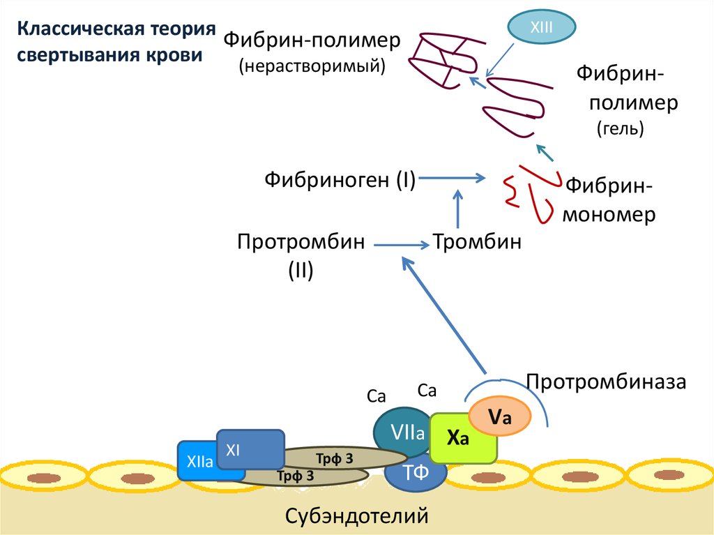 Классическая теория свертывания крови