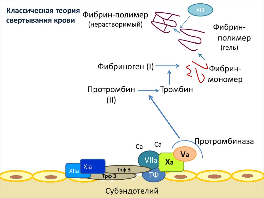 Классическая теория свертывания крови