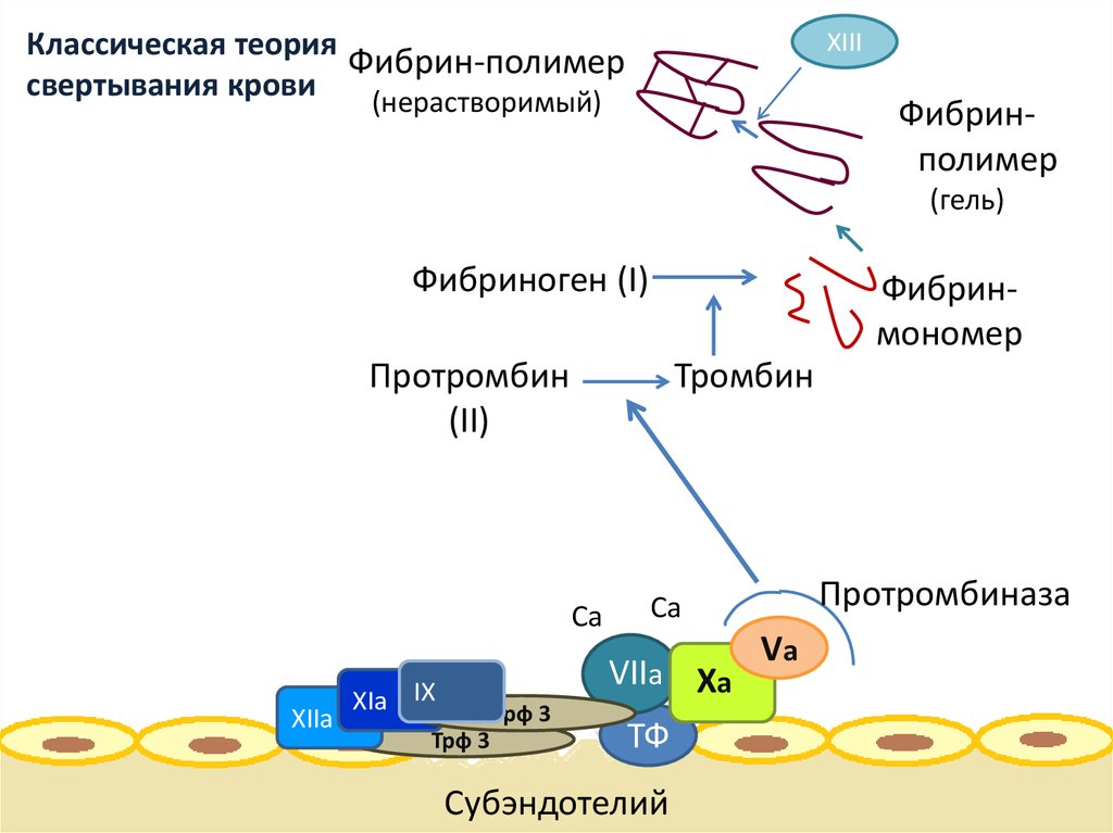 Классическая теория свертывания крови