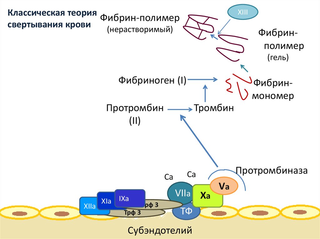 Классическая теория свертывания крови