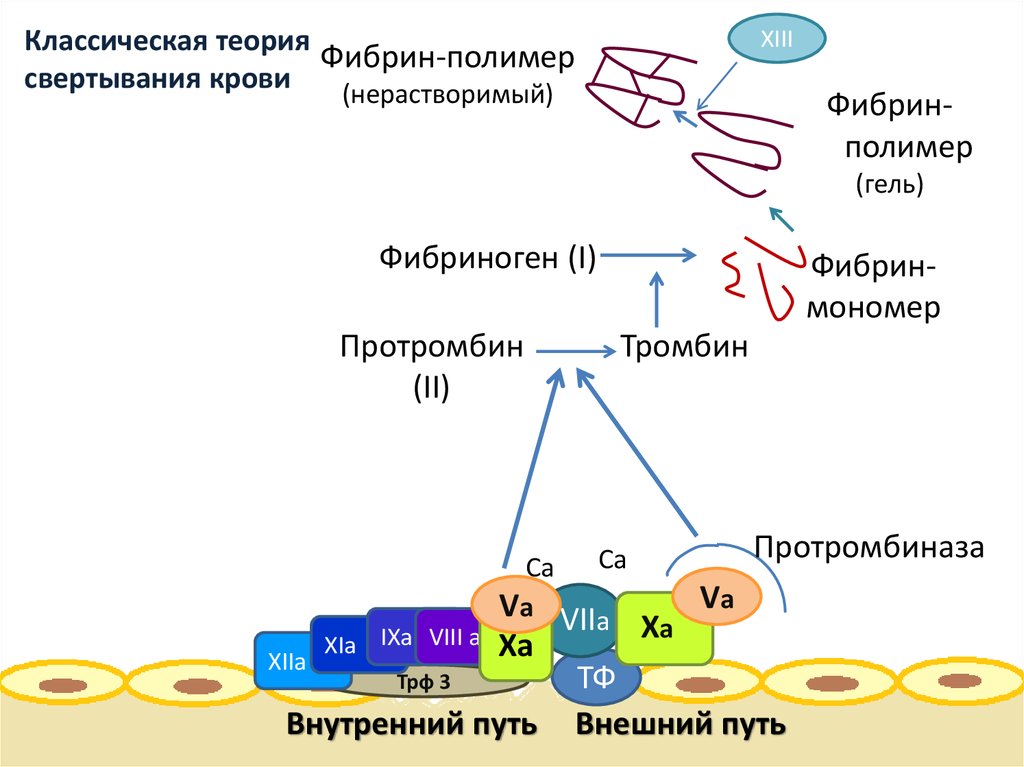 Классическая теория свертывания крови