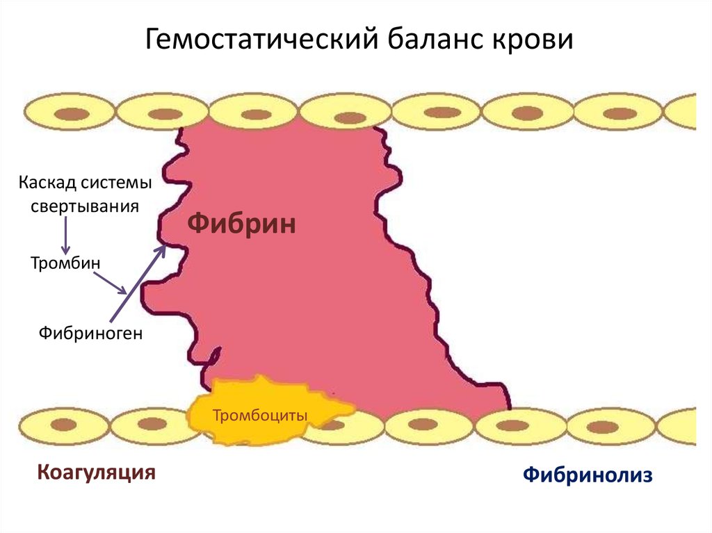 Теоретические основы гемостаза - презентация онлайн