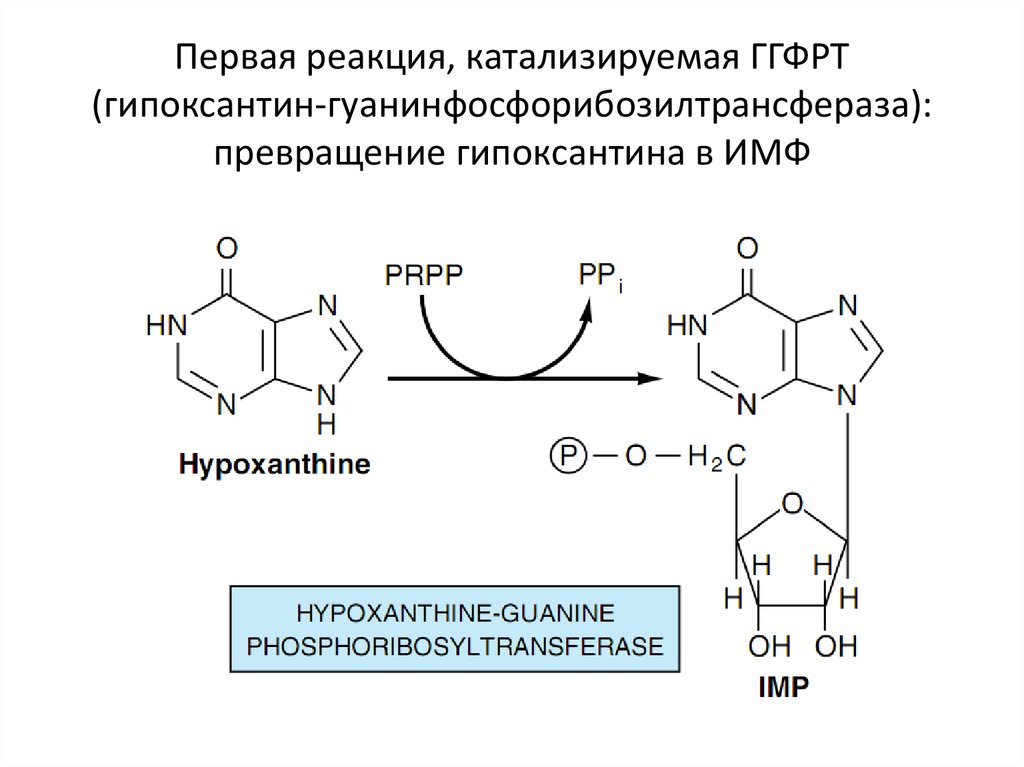 First reaction. Гипоксантин-гуанин-фосфорибозил-трансферазы. Гипоксантин биохимия. Реутилизация пуриновых оснований гуанин. Реутилизация гуанина и гипоксантина.