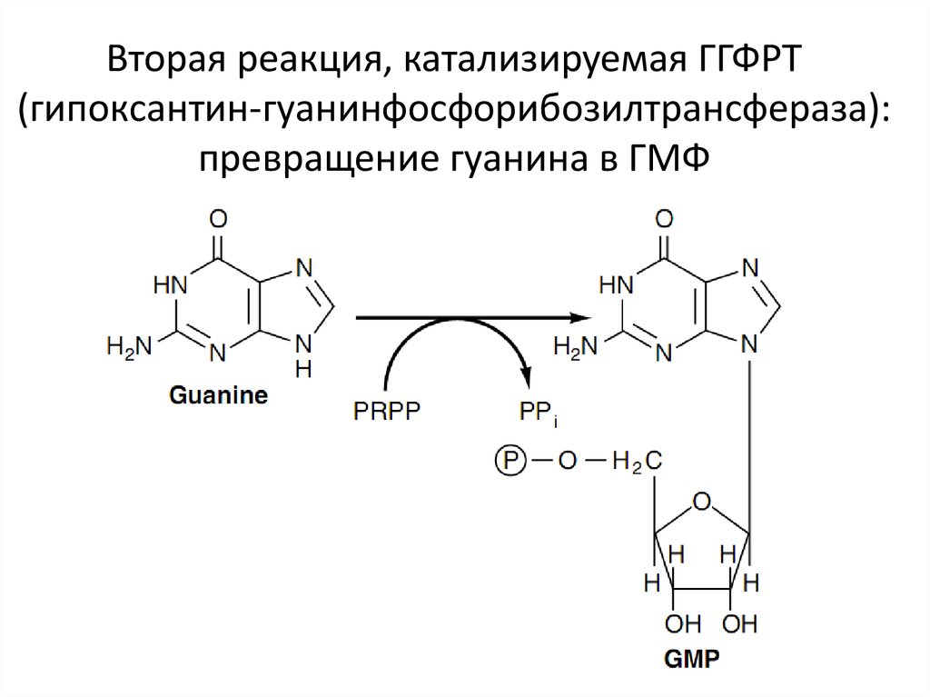 Метаболизм пуринов. Гипоксантин нумерация. Метаболизм алкалоидов реакции. Метаболизм нуклеотидов поступающих с пищей.