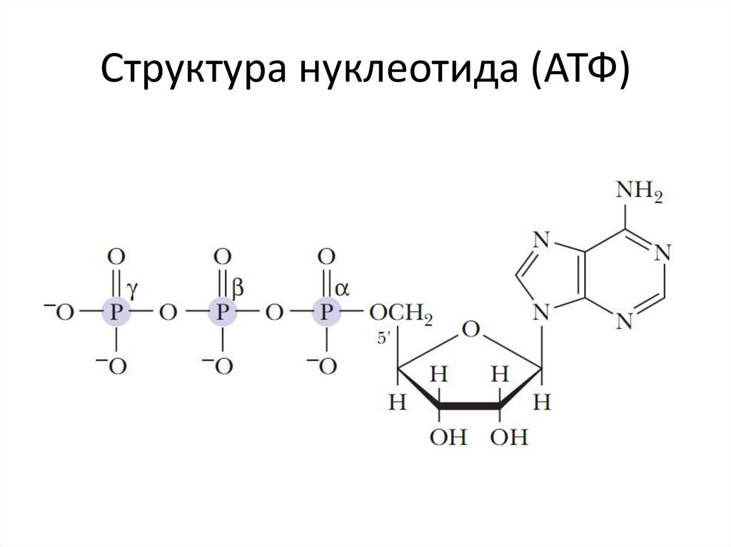 1 строение атф. Строение нуклеотида АТФ. Химическая структура АТФ. Схема строения нуклеотида АТФ. Строение АТФ И АДФ.