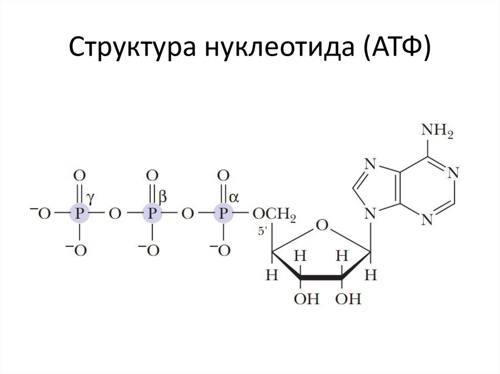 Рисунок молекулы атф