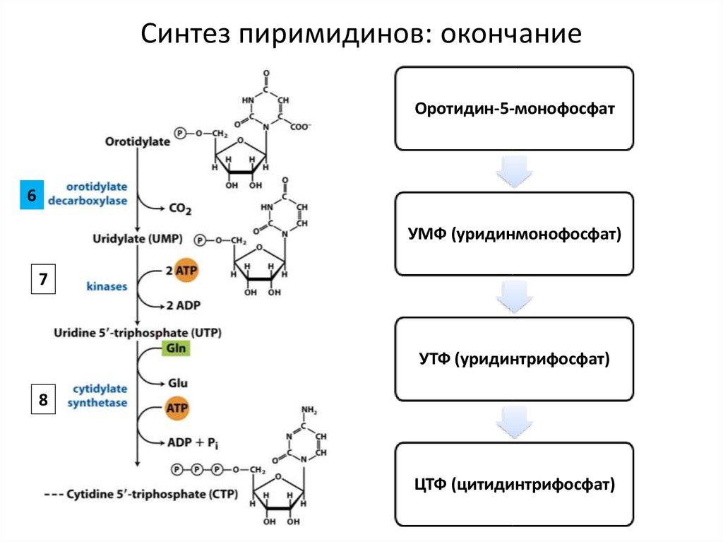 Синтез пиримидинов