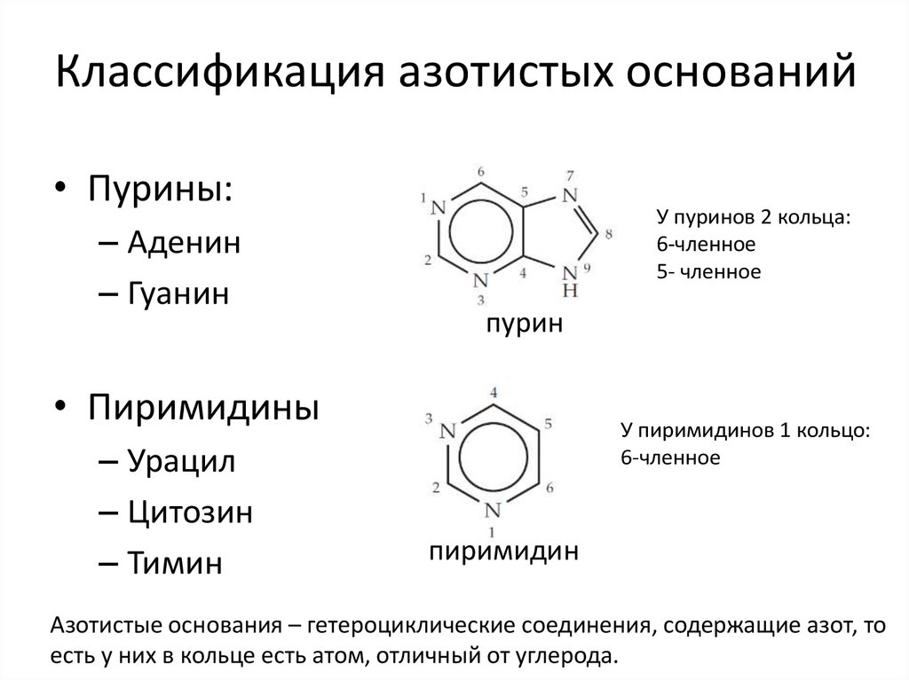 Соединение азотистых оснований. Схема происхождения атомов пиримидинового кольца. Классификация азотистых оснований. Минорные пиримидиновые основания. Азотистые основания строение классификация.