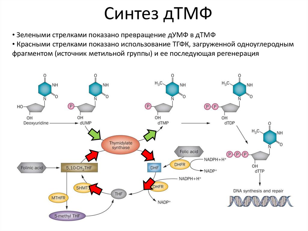 Источники нуклеотидов. Синтез ДТМФ. Синтез тимидиловых нуклеотидов. Превращение д ЦМФ В Д ТМФ. Превращение Думф в ДТМФ.